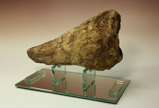トリケラトプスのノーズホーン化石