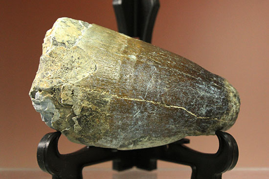 サルコスクス歯化石