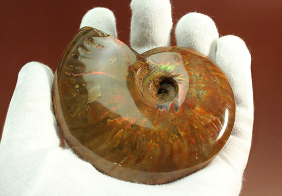 マダガスカル産アンモナイト（Ａｍｍｏｎｉｔｅ）