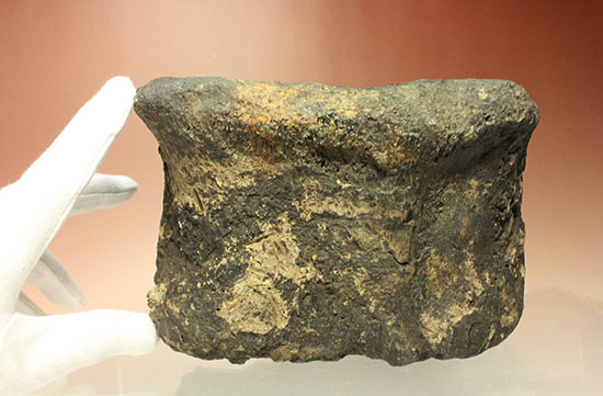 イグアノドンの骨化石