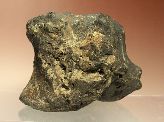 イグアノドンの骨化石