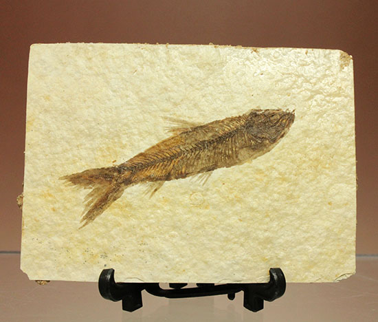 ニシン科の魚化石ナイティア(Knightia)（その1）