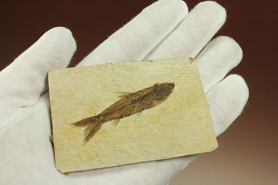 ニシン科の魚化石ナイティア(Knightia)（その10）