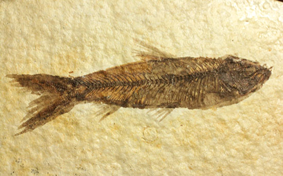 ニシン科の魚化石ナイティア(Knightia)（その11）