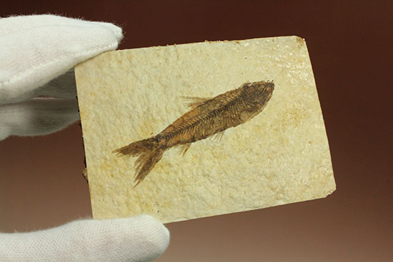 ニシン科の魚化石ナイティア(Knightia)（その12）