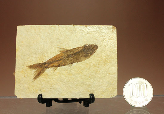 ニシン科の魚化石ナイティア(Knightia)（その13）
