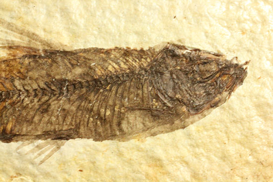 ニシン科の魚化石ナイティア(Knightia)（その2）