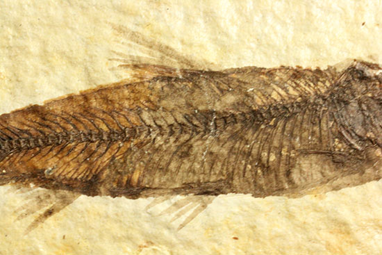 ニシン科の魚化石ナイティア(Knightia)(その3)
