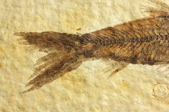 ニシン科の魚化石ナイティア(Knightia)（その4）