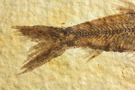 ニシン科の魚化石ナイティア(Knightia)(その4)