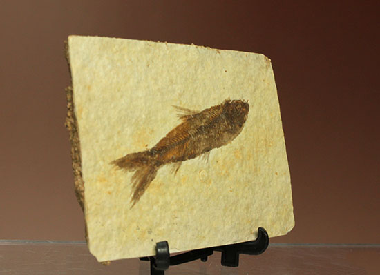 ニシン科の魚化石ナイティア(Knightia)（その5）