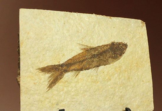 ニシン科の魚化石ナイティア(Knightia)（その6）