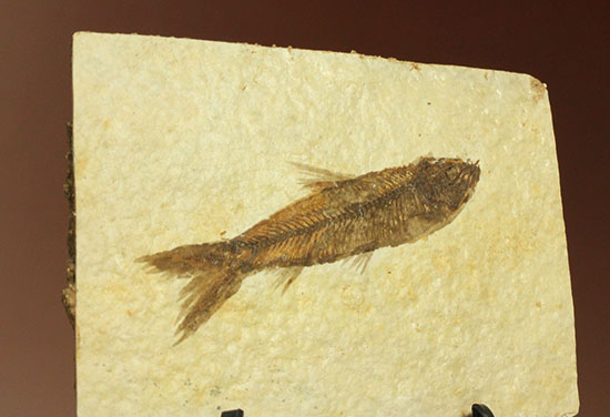 ニシン科の魚化石ナイティア(Knightia)(その6)
