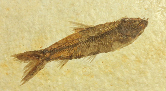ニシン科の魚化石ナイティア(Knightia)（その7）