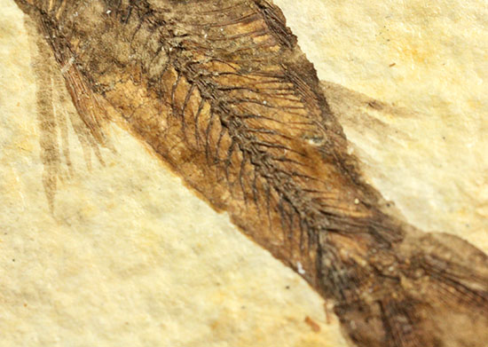 ニシン科の魚化石ナイティア(Knightia)（その8）