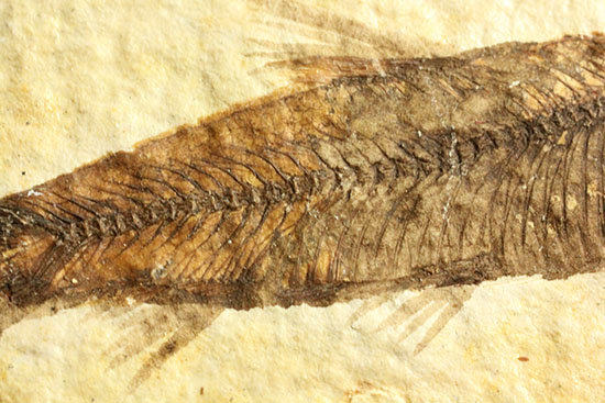 ニシン科の魚化石ナイティア(Knightia)(その9)