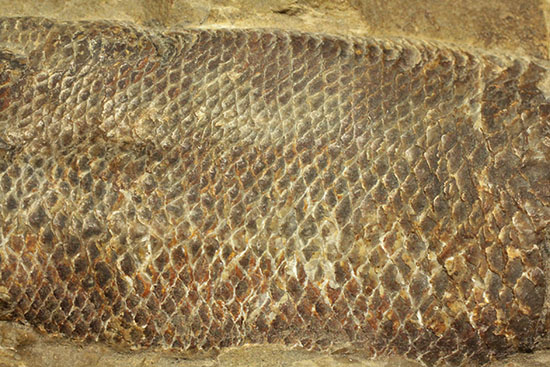 ブラジル産魚化石