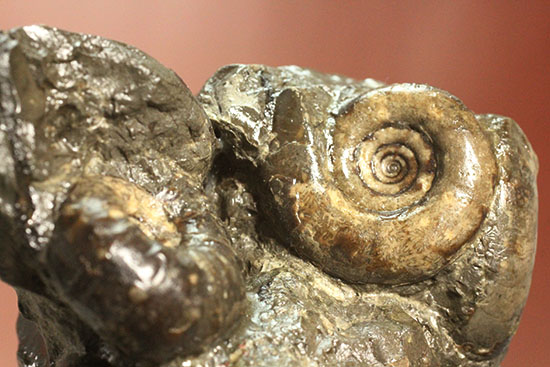 白亜紀の海を切り取ったかのような立体的な北海道産アンモナイトのマルチ標本（その11）