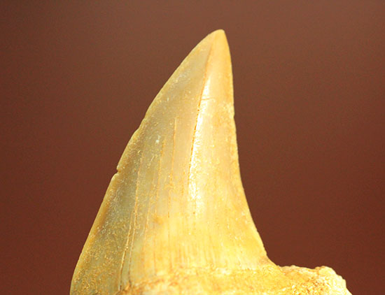古代鮫オトダスの歯化石（その6）