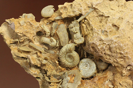 不思議な質感が魅力的なフランス産アンモナイト(Ammonite)（その2）