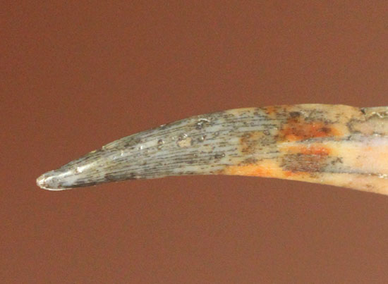 アンハングエラ翼竜歯化石