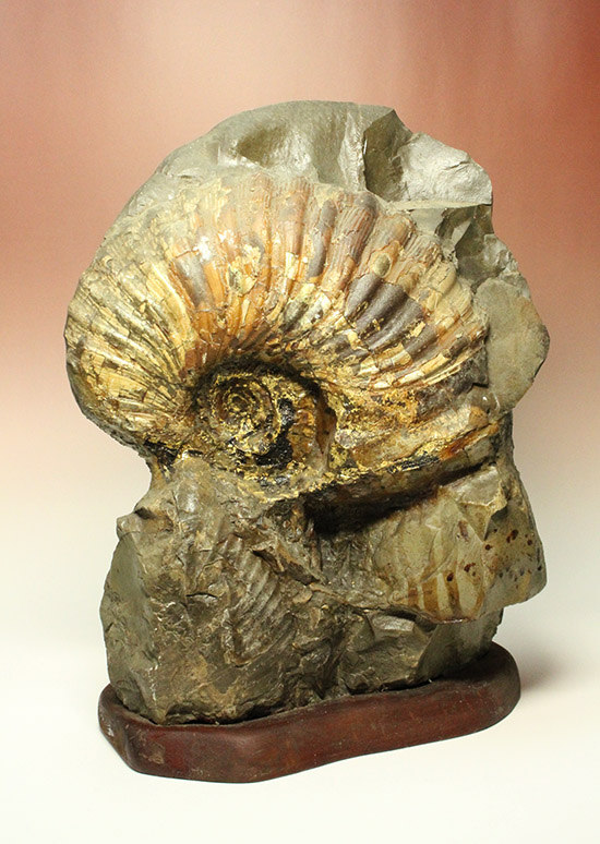 一部黄鉄鉱化が確認できます！北海道産アンモナイト(Ammonite)（その1）
