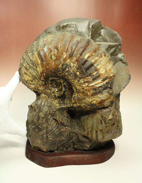一部黄鉄鉱化が確認できます！北海道産アンモナイト(Ammonite)（その10）