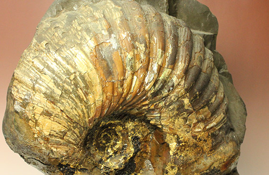 一部黄鉄鉱化が確認できます！北海道産アンモナイト(Ammonite)（その2）