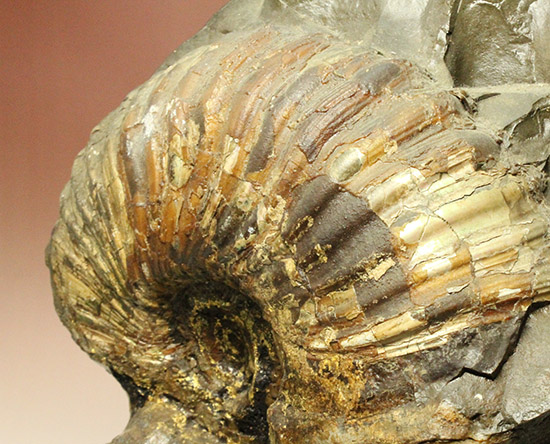 一部黄鉄鉱化が確認できます！北海道産アンモナイト(Ammonite)（その3）