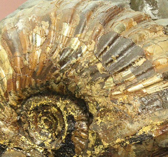 一部黄鉄鉱化が確認できます！北海道産アンモナイト(Ammonite)（その5）