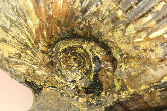 一部黄鉄鉱化が確認できます！北海道産アンモナイト(Ammonite)（その6）