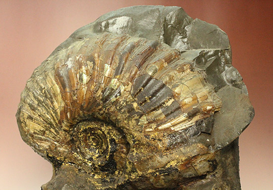 一部黄鉄鉱化が確認できます！北海道産アンモナイト(Ammonite)（その7）