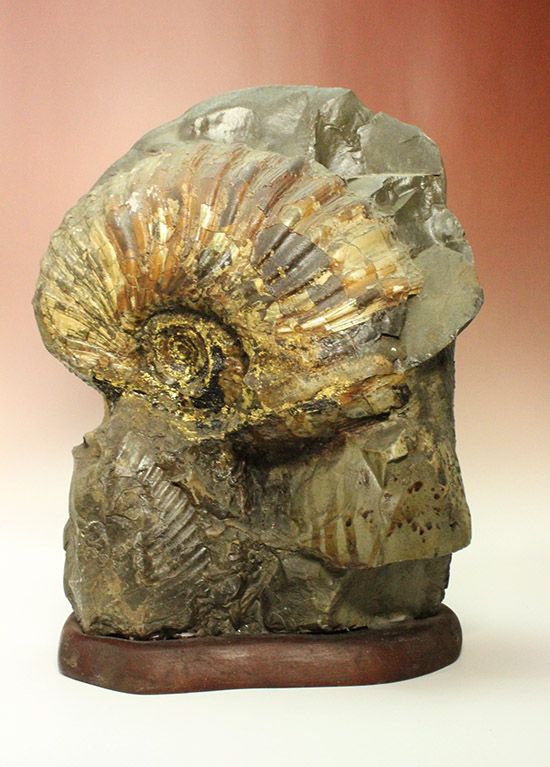 一部黄鉄鉱化が確認できます！北海道産アンモナイト(Ammonite)（その8）