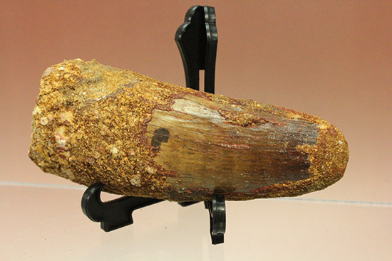 １３８ｇ！！周長117mmの王者の風格、ロングカーブ120mmのスピノサウルスの巨大歯化石（その1）