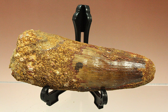 １３８ｇ！！周長117mmの王者の風格、ロングカーブ120mmのスピノサウルスの巨大歯化石（その15）