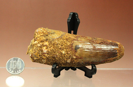 １３８ｇ！！周長117mmの王者の風格、ロングカーブ120mmのスピノサウルスの巨大歯化石（その16）