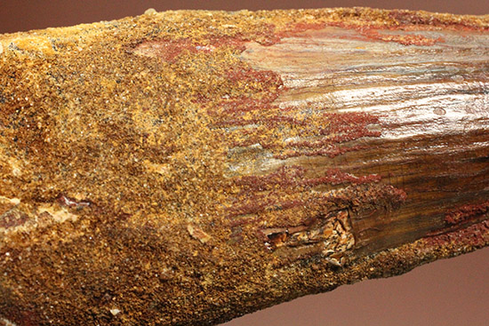 １３８ｇ！！周長117mmの王者の風格、ロングカーブ120mmのスピノサウルスの巨大歯化石（その9）