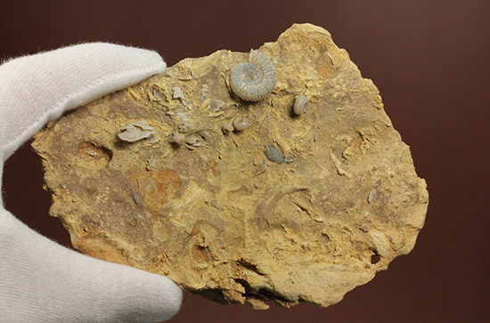 独特の乳白色が魅力的なフランス産アンモナイト(Ammonite)(その3)