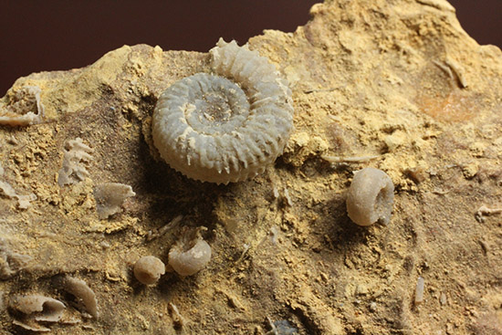 独特の乳白色が魅力的なフランス産アンモナイト(Ammonite)（その4）