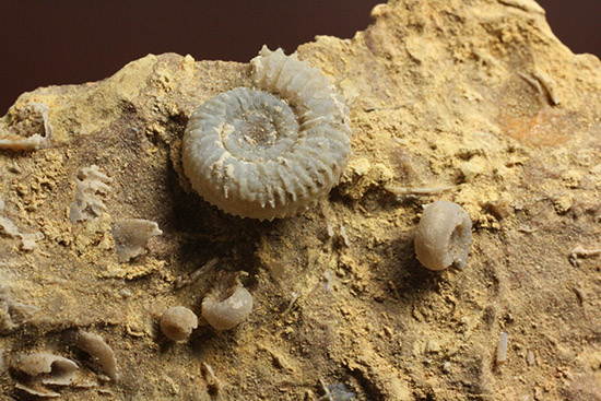 独特の乳白色が魅力的なフランス産アンモナイト(Ammonite)(その4)