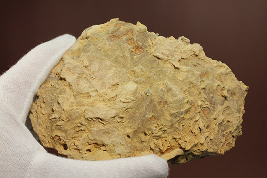 独特の乳白色が魅力的なフランス産アンモナイト(Ammonite)(その6)