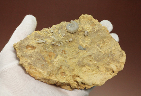 独特の乳白色が魅力的なフランス産アンモナイト(Ammonite)(その7)