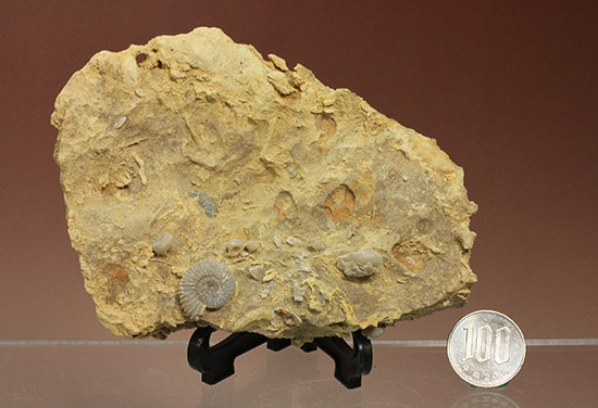 独特の乳白色が魅力的なフランス産アンモナイト(Ammonite)（その9）