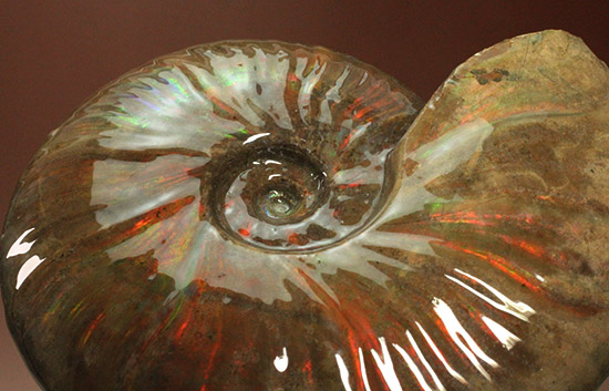 至極のコレクション！ベストオブベスト！マダガスカル産アンモナイト(Ammonite)（その7）