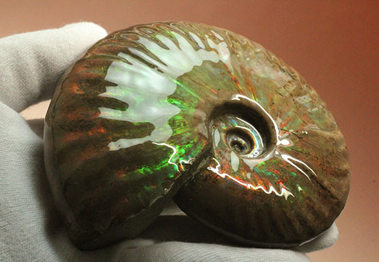 マダガスカル産アンモナイト(Ammonite)
