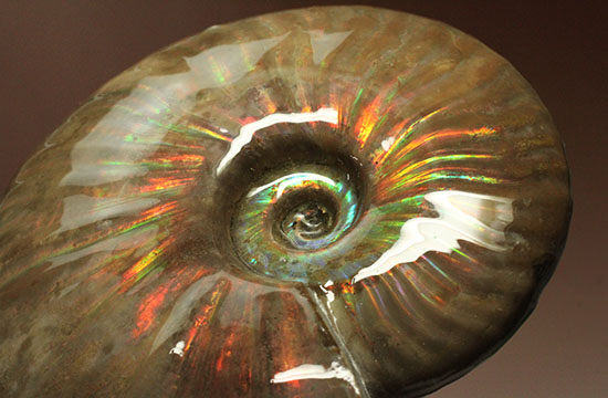 セクシー＆ゴージャスな味わい。ハイクラスな輝きを持つマダガスカル産アンモナイト(Ammonite)（その11）