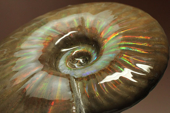セクシー＆ゴージャスな味わい。ハイクラスな輝きを持つマダガスカル産アンモナイト(Ammonite)（その12）