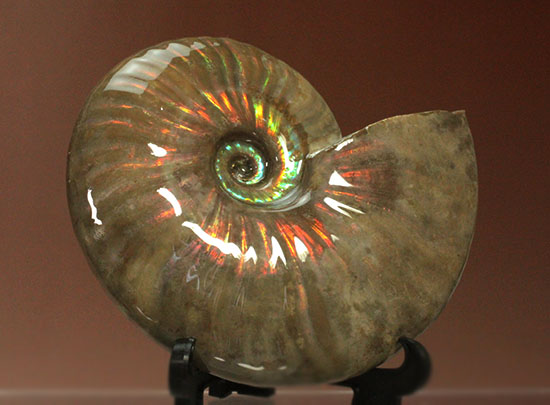 セクシー＆ゴージャスな味わい。ハイクラスな輝きを持つマダガスカル産アンモナイト(Ammonite)（その15）