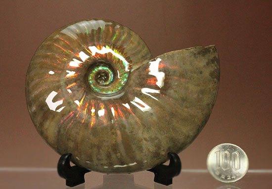 セクシー＆ゴージャスな味わい。ハイクラスな輝きを持つマダガスカル産アンモナイト(Ammonite)（その16）
