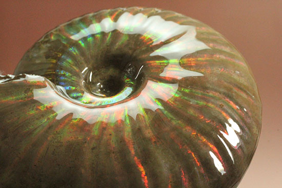 セクシー＆ゴージャスな味わい。ハイクラスな輝きを持つマダガスカル産アンモナイト(Ammonite)（その7）